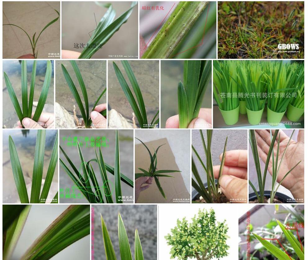 线叶笔草Pseudopogonatherum-contortum-var.-linearifolium图片