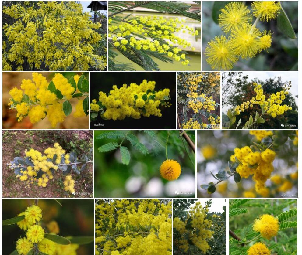 线叶金合欢Acacia-decurrens图片