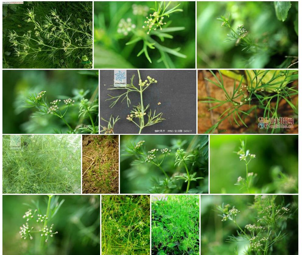 细叶旱芹Apium-leptophyllum图片