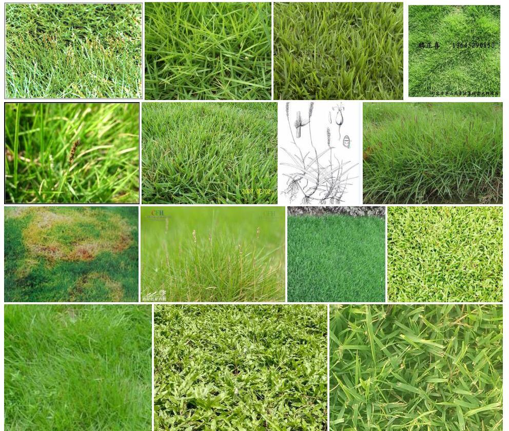 细叶结缕草Zoysia-tenuifolia图片