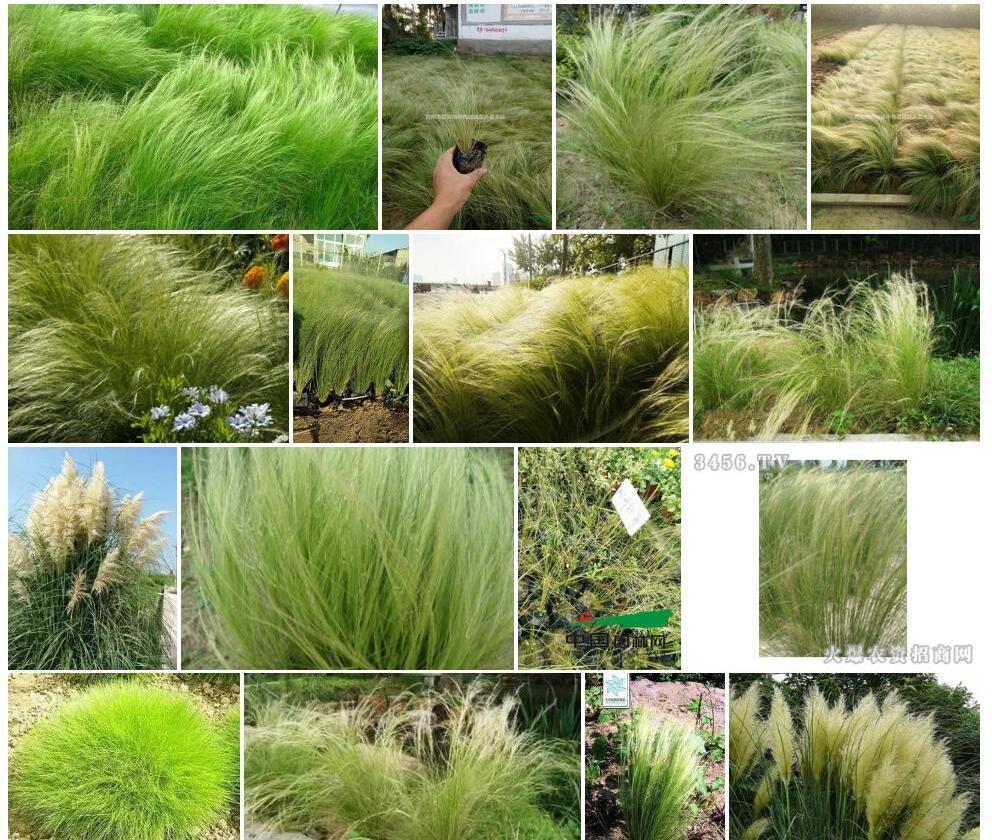 细叶针茅Stipa-lessingiana图片