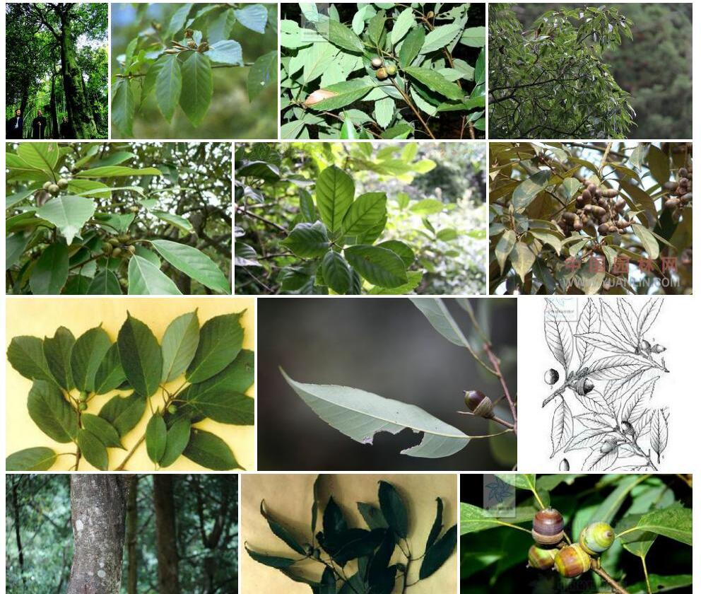 细叶青冈Cyclobalanopsis-gracilis图片
