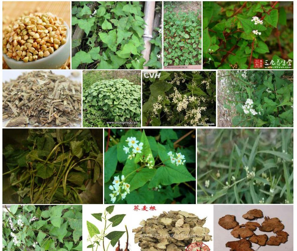 细柄野荞麦Fagopyrum-gracilipes图片