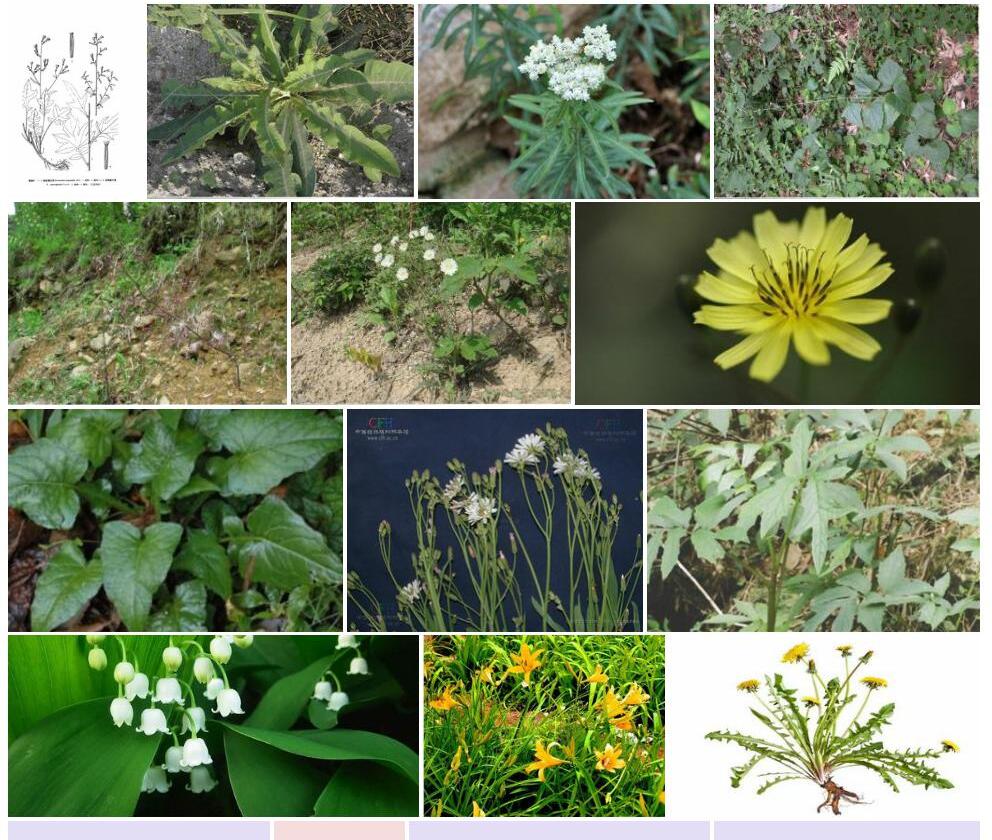 细花福王草Prenanthes-leptantha图片