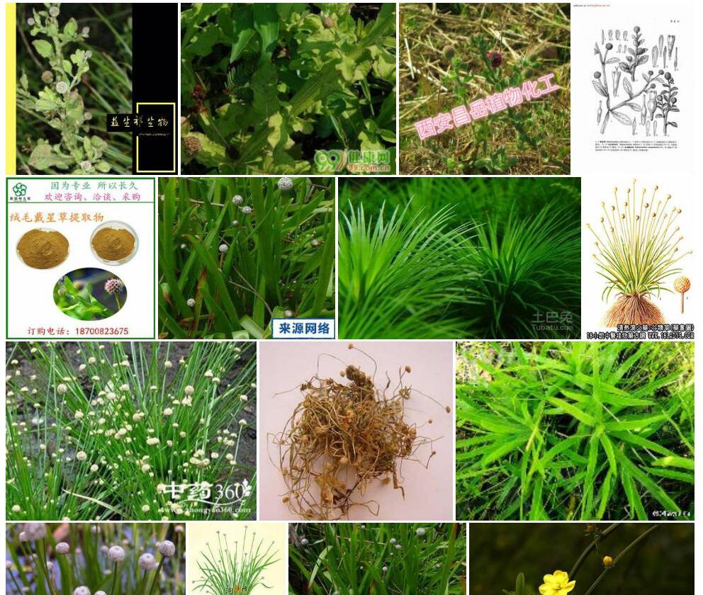 绒毛戴星草Sphaeranthus-indicus图片