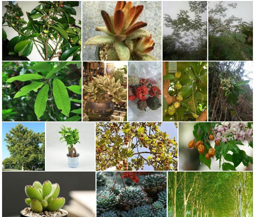 绒毛肉实树Sarcosperma-kachinense图片