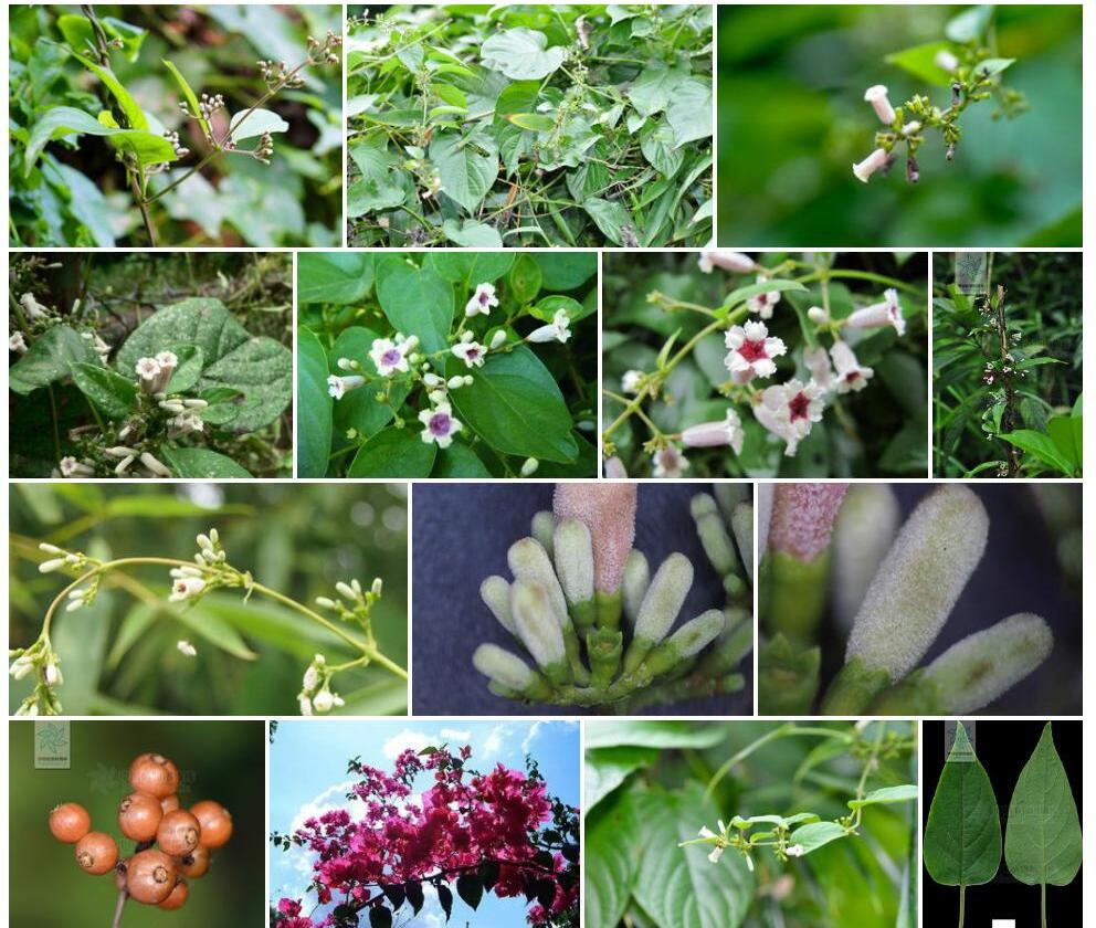 绒毛鸡矢藤Paederia-lanuginosa图片