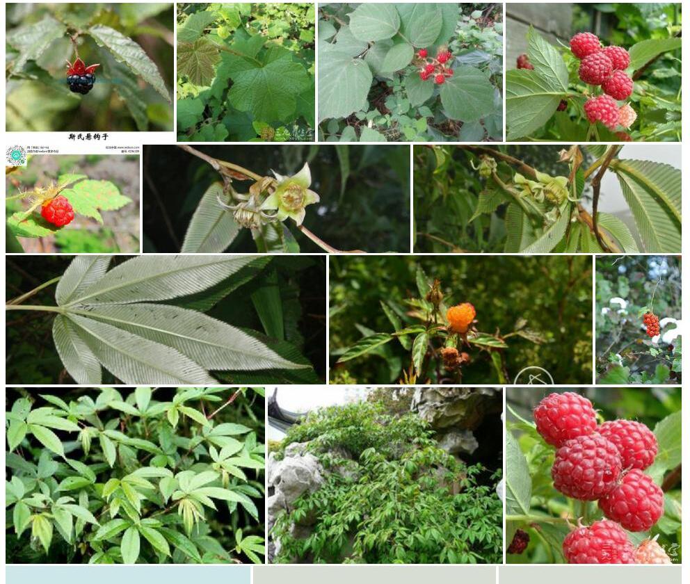 绢毛悬钩子Rubus-lineatus图片