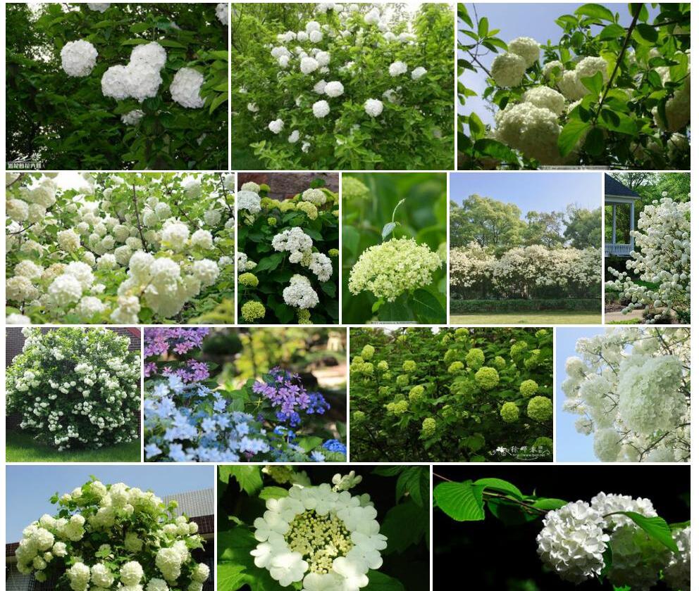 绣球荚蒾Viburnum-macrocephalum图片