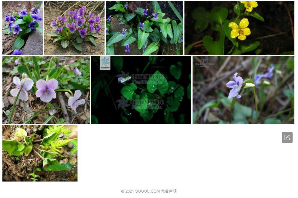 维西堇菜Viola-monbeigii图片