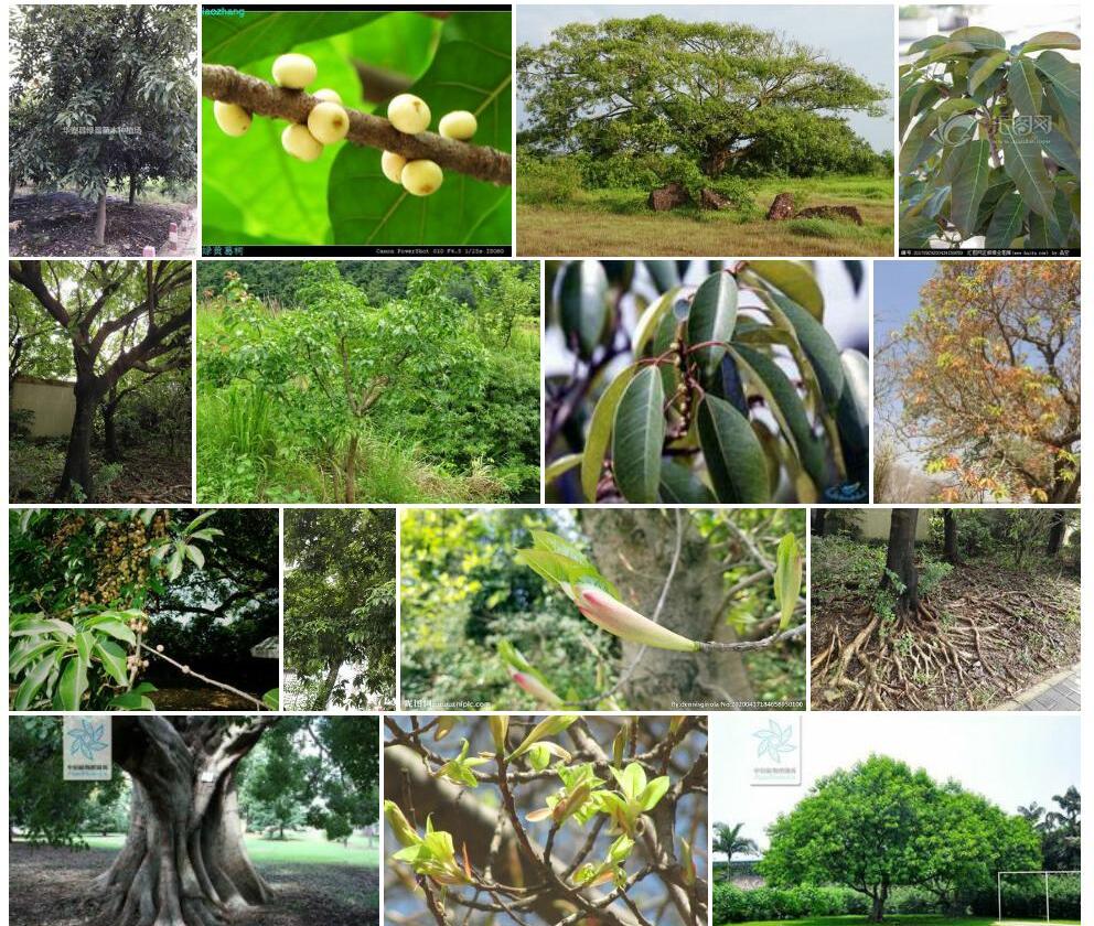 绿黄葛树Ficus-virens图片
