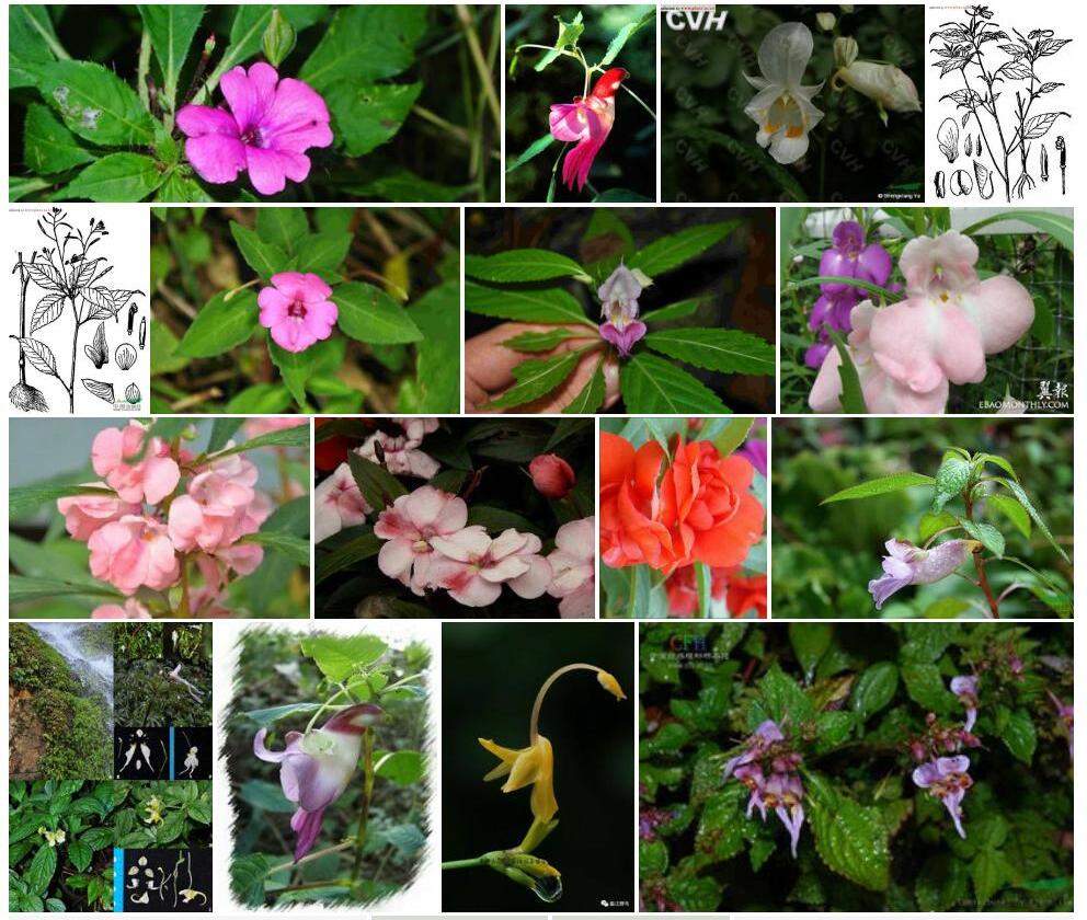 缅甸凤仙花Impatiens-aureliana图片