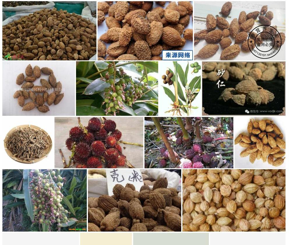 缩砂密Amomum-villosum-var.-xanthioides图片