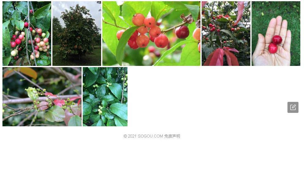 罗比梅Flacourtia-inermis图片