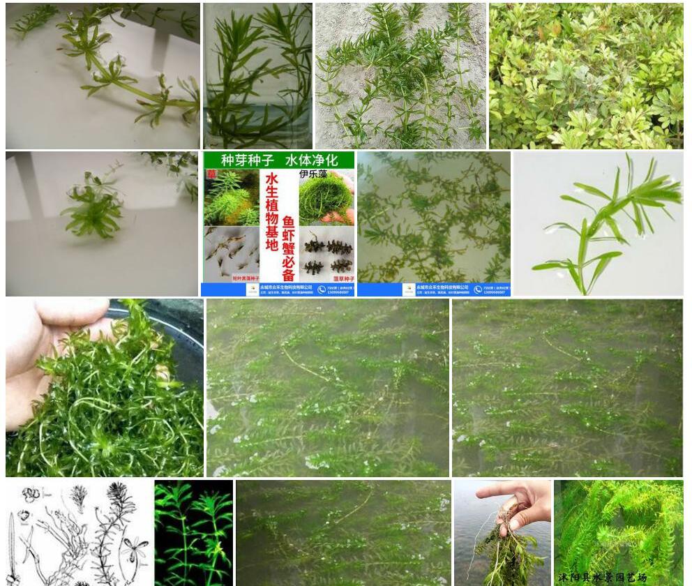 罗氏轮叶黑藻Hydrilla-verticillata-var.-rosburghii图片