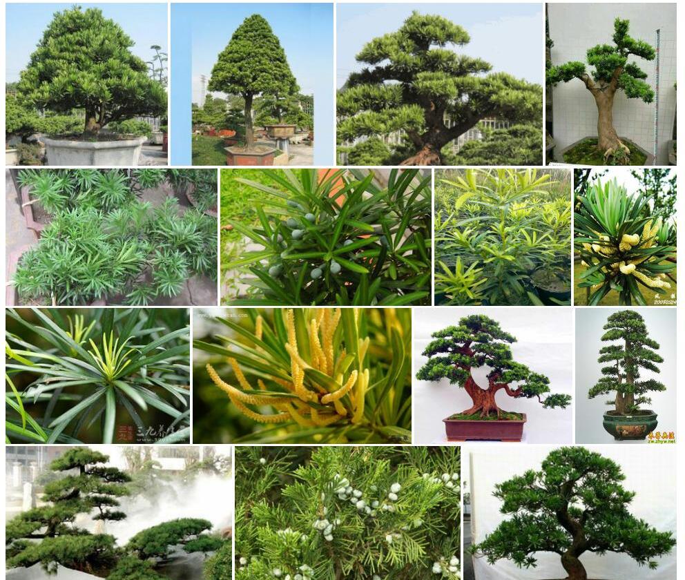 罗汉松科Podocarpaceae图片