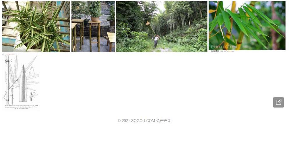 羊竹子Drepanostachyum-saxatile图片