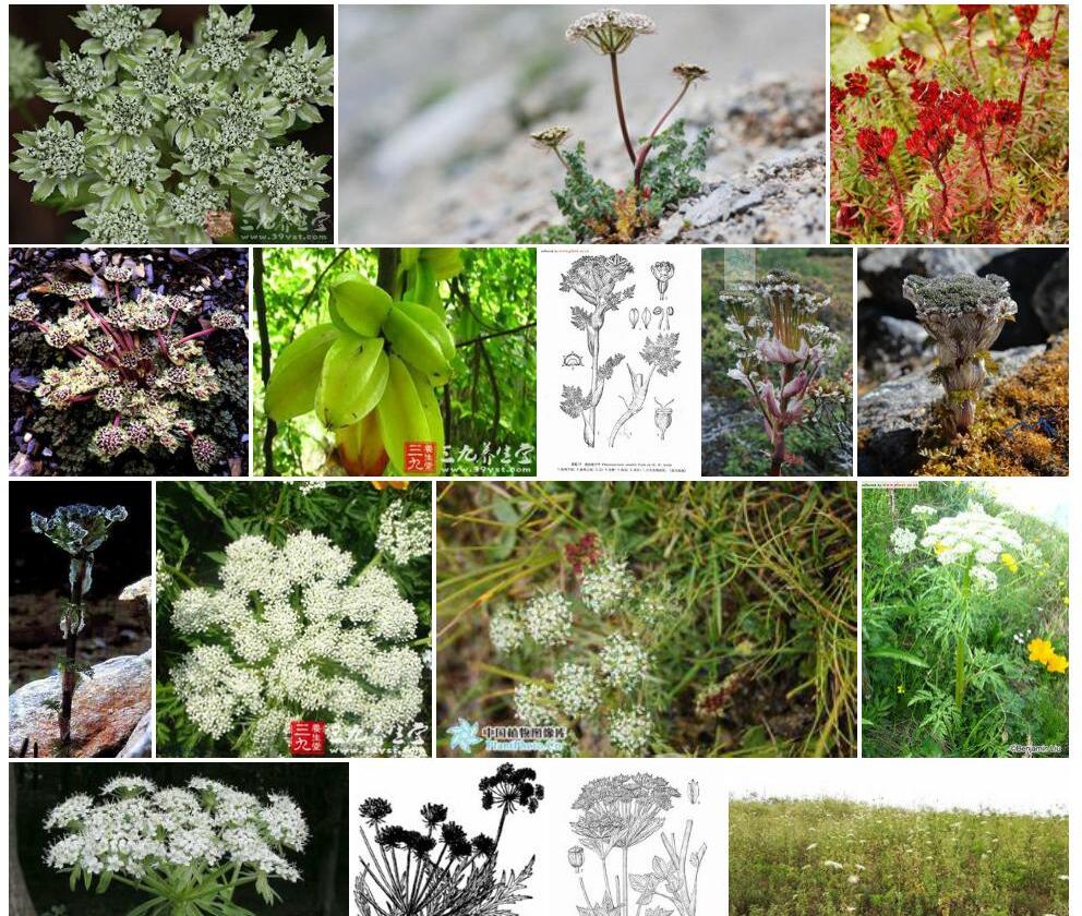 美丽棱子芹Pleurospermum-amabile图片