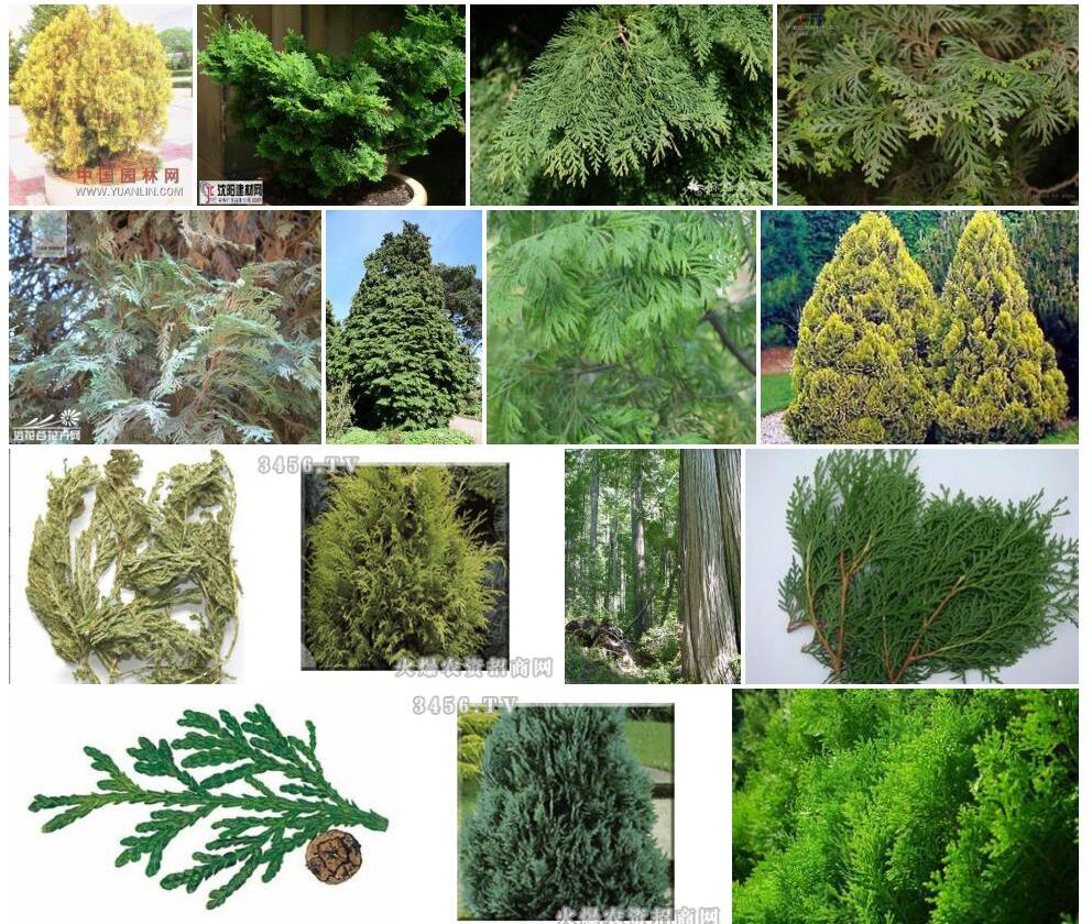 美国扁柏Chamaecyparis-lawsoniana图片