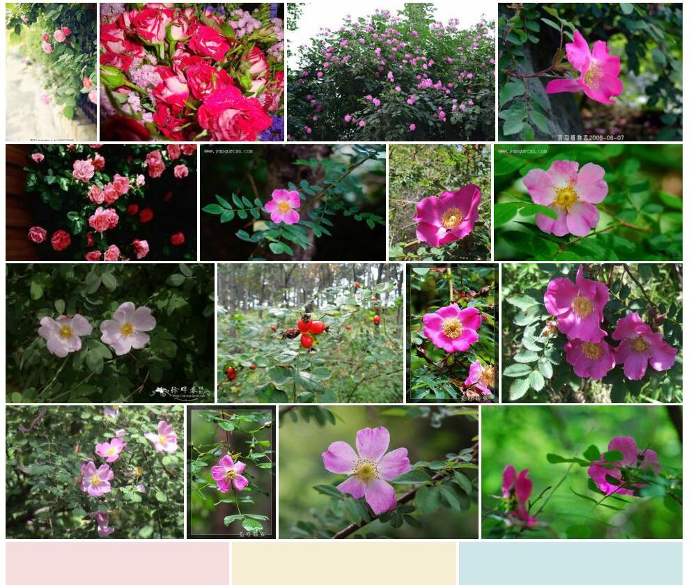 美蔷薇Rosa-bella图片