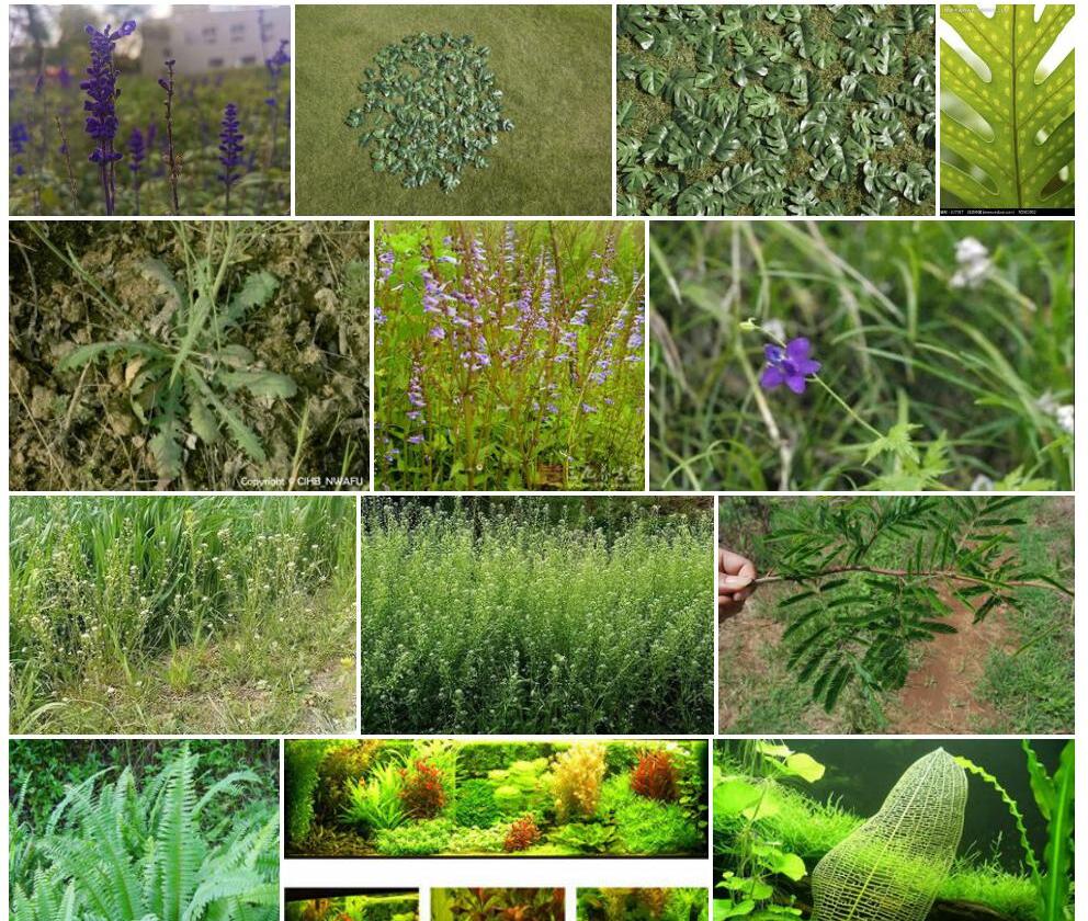 羽状短柄草Brachypodium-pinnatum图片