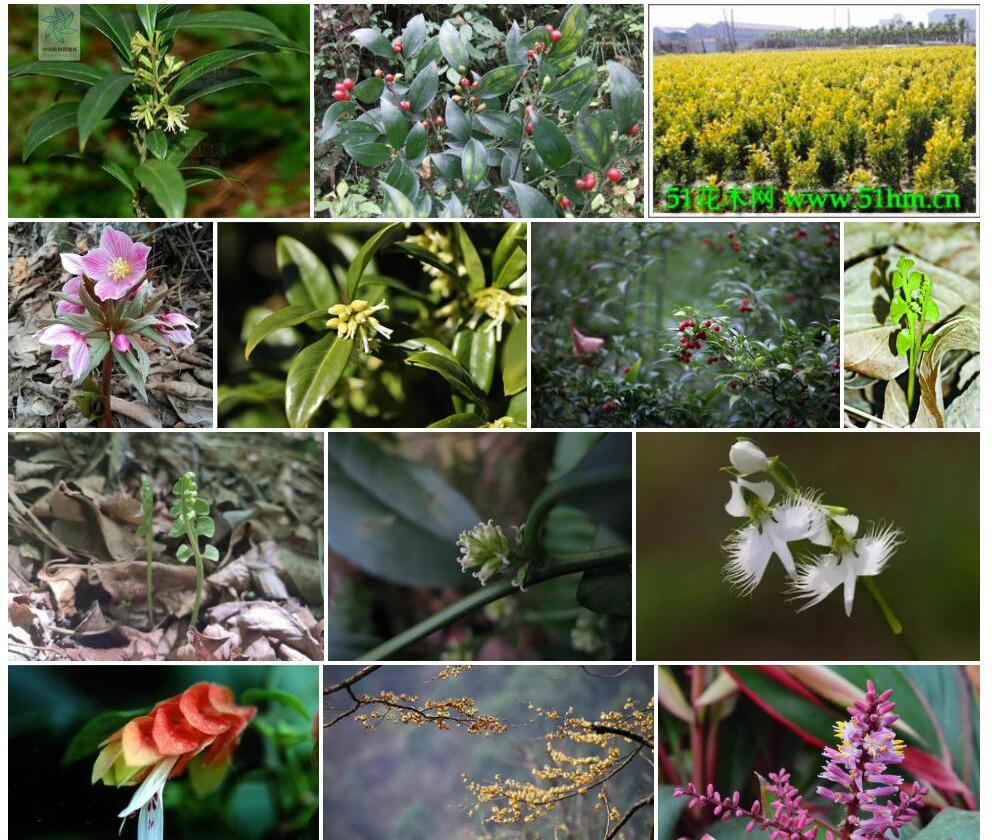 羽脉野扇花Sarcococca-hookeriana图片