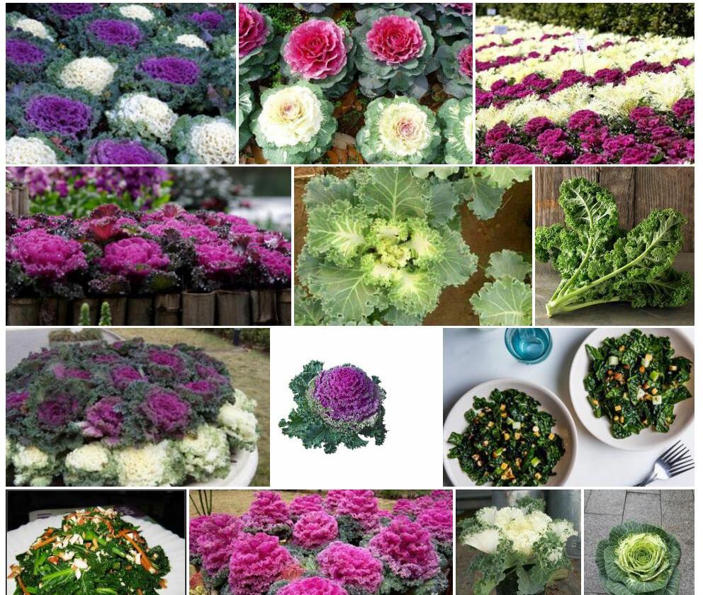 羽衣甘蓝Brassica-oleracea-var.-acephala-f.-tricolor图片