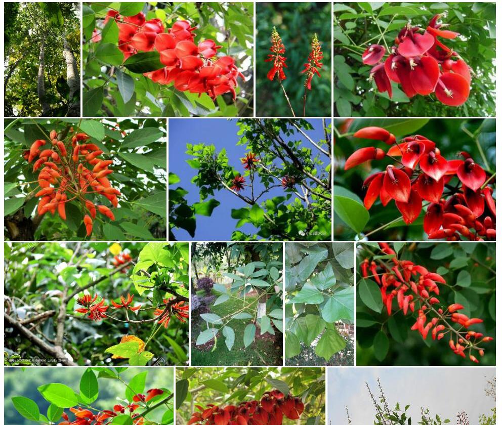 翅果刺桐Erythrina-subumbrans图片