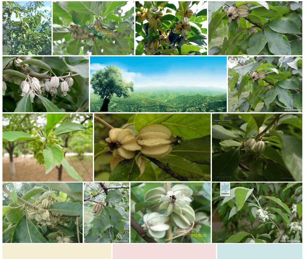 翅果油树Elaeagnus-mollis图片