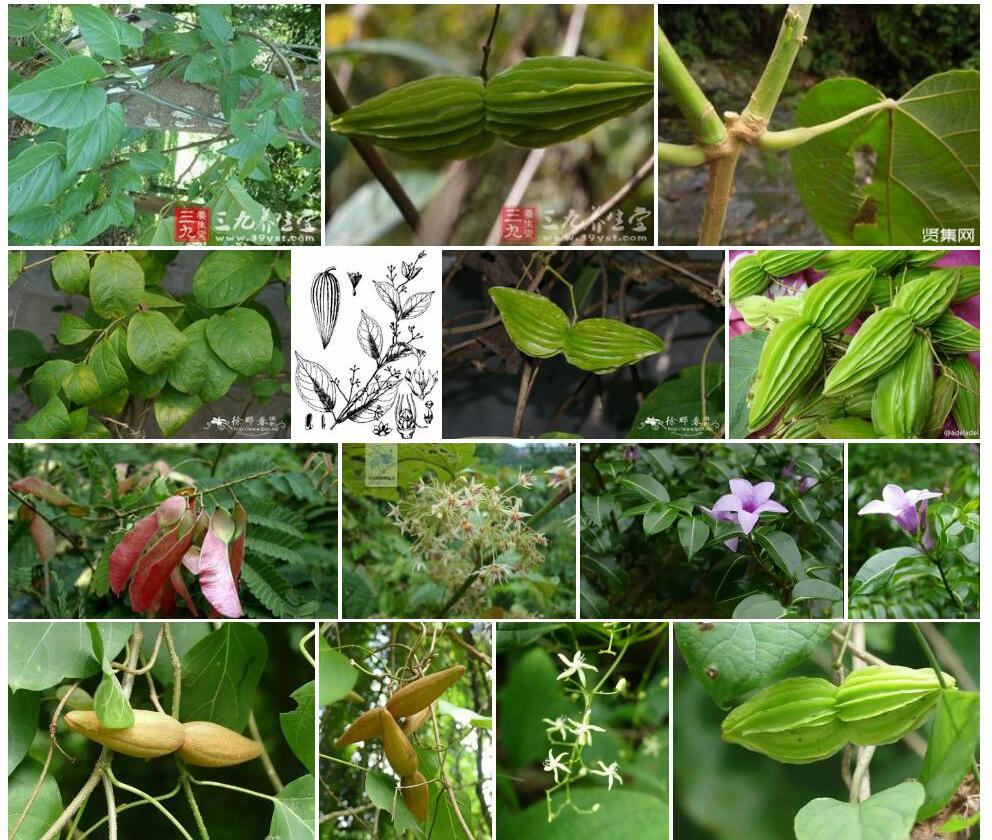 翅果藤属Myriopteron图片