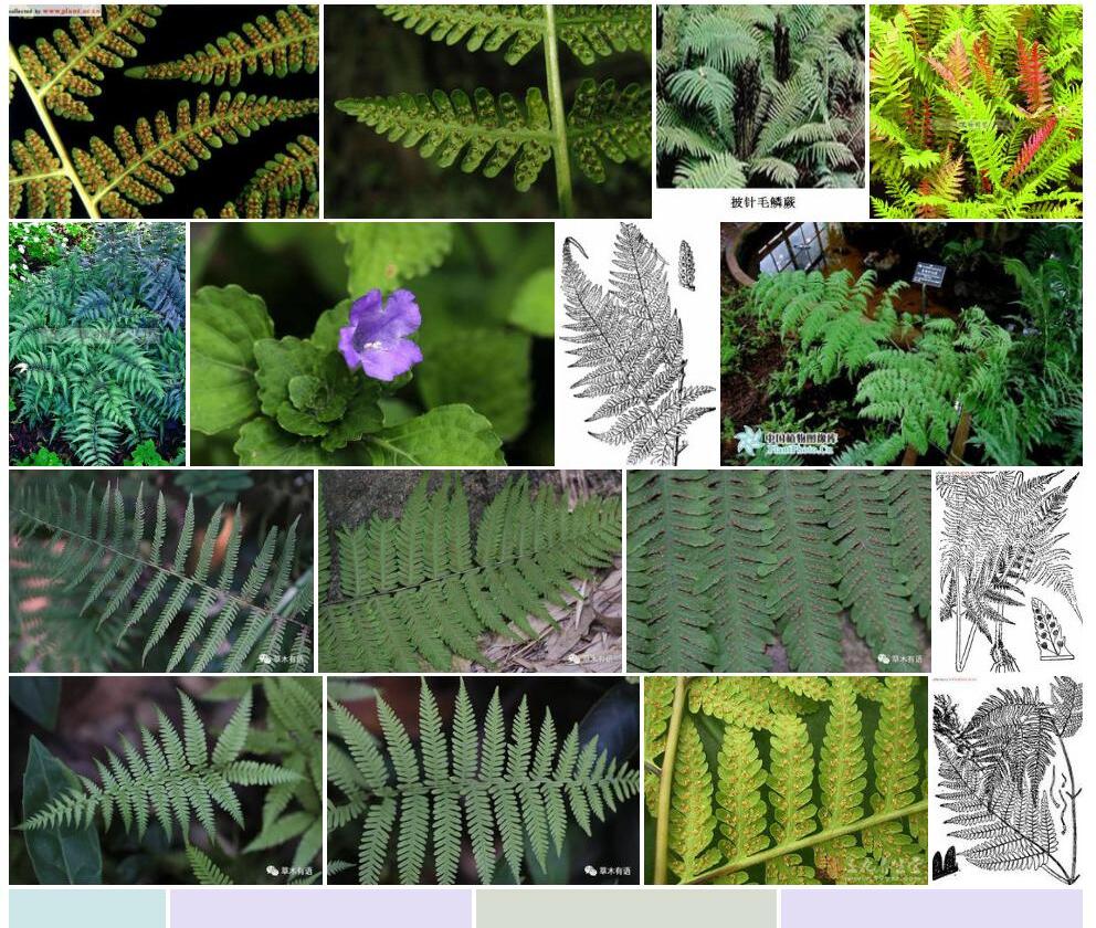 翠绿针毛蕨Macrothelypteris-viridifrons图片