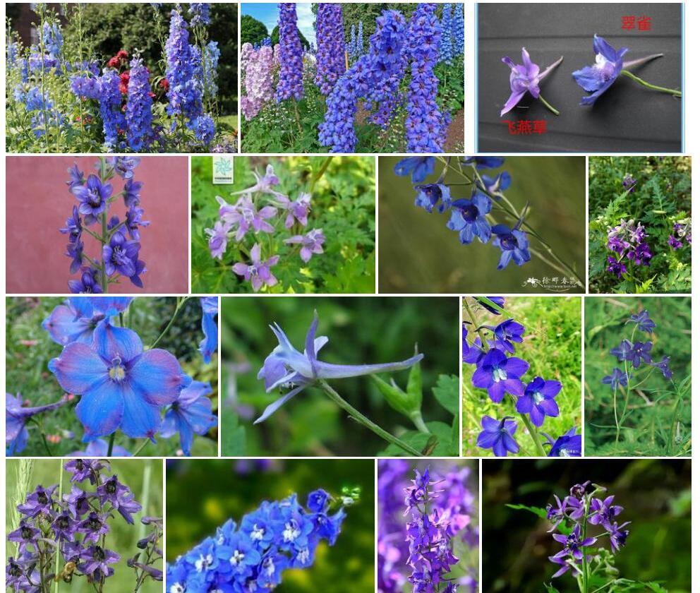 翠雀属Delphinium图片