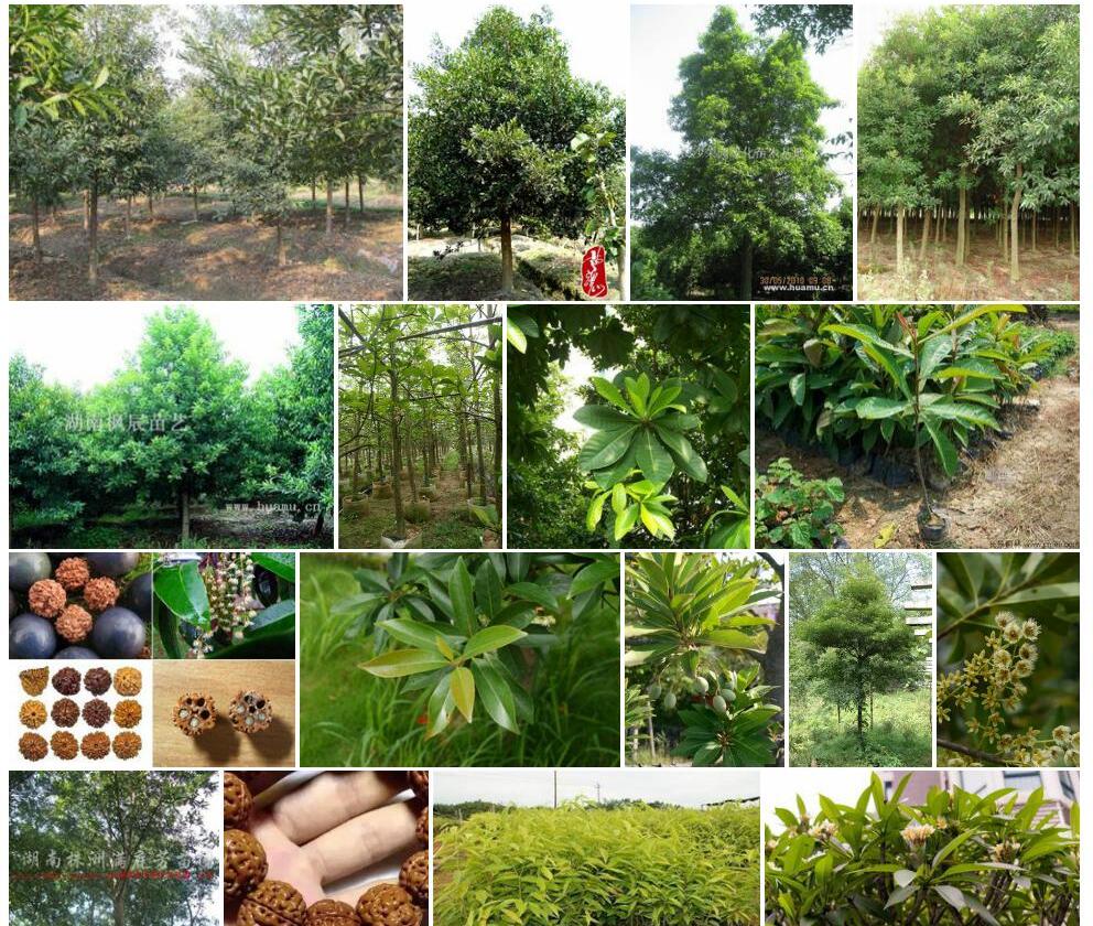 老挝杜英Elaeocarpus-laoticus图片