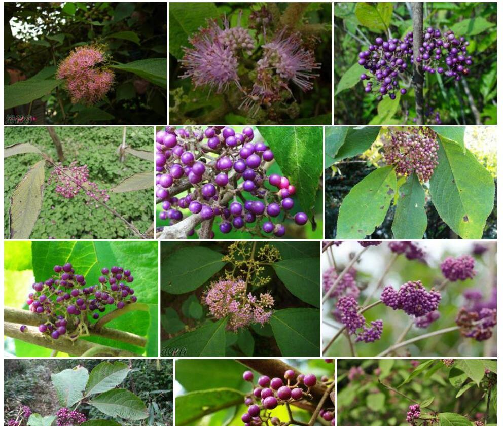 老鸦糊Callicarpa-giraldii图片