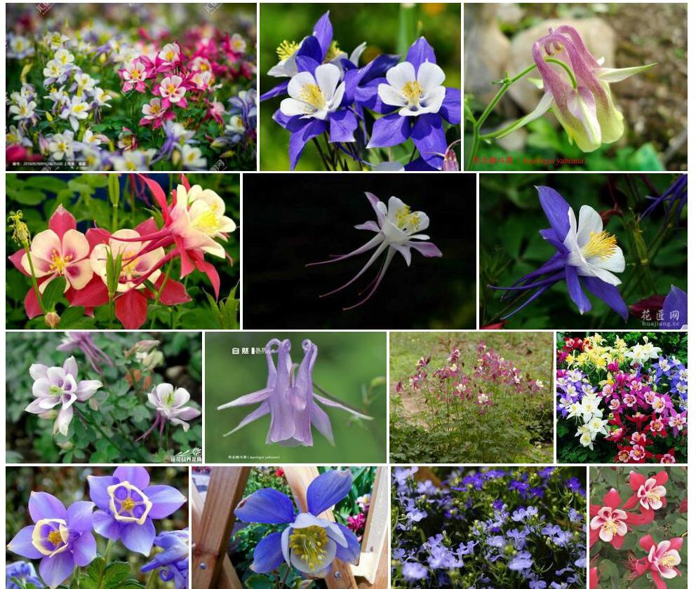 耧斗菜Aquilegia-viridiflora图片