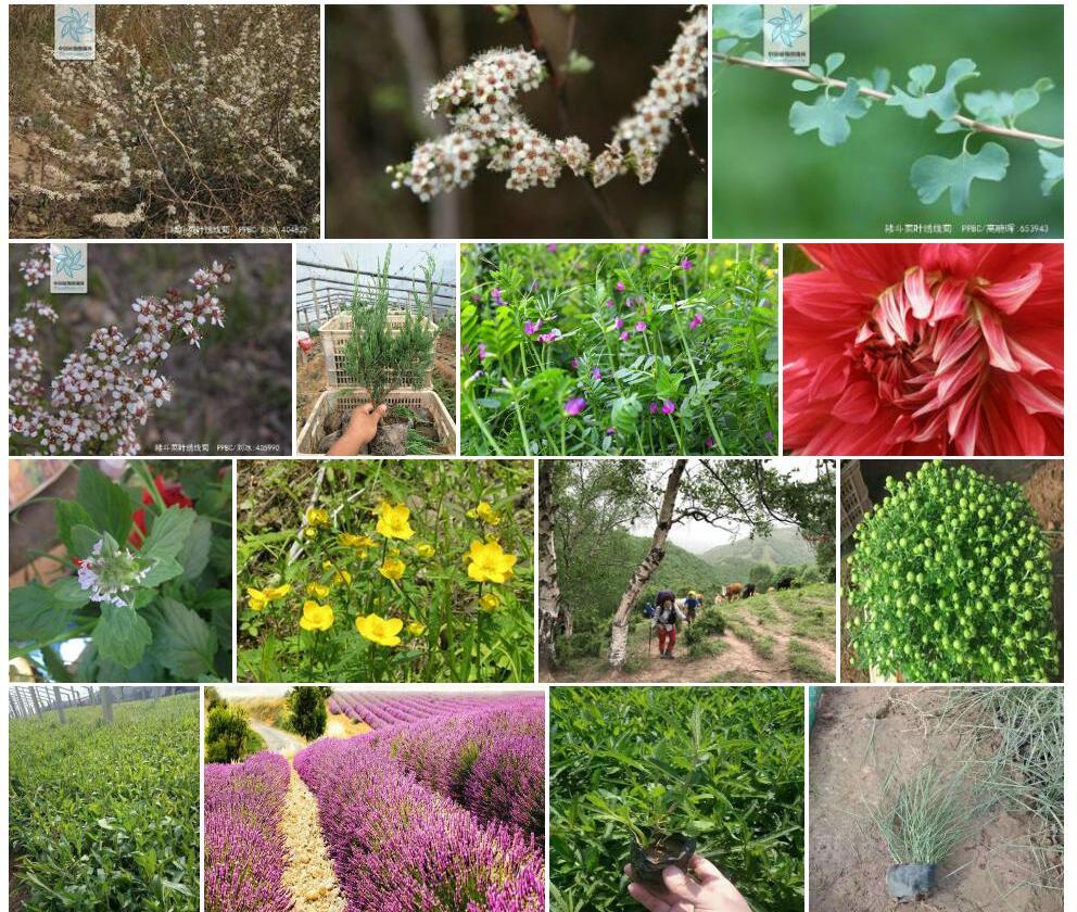 耧斗菜叶绣线菊Spiraea-aquilegifolia图片