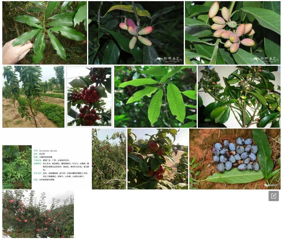 肉实树Sarcosperma-laurinum图片