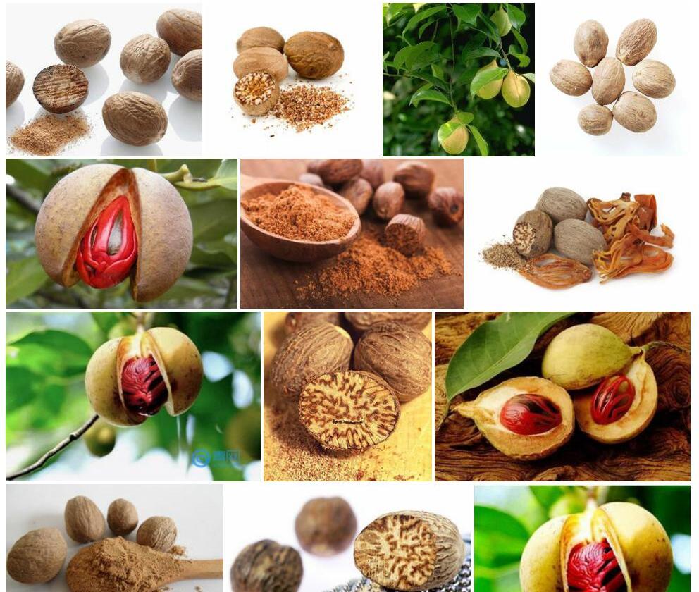 肉豆蔻Myristica-fragrans图片