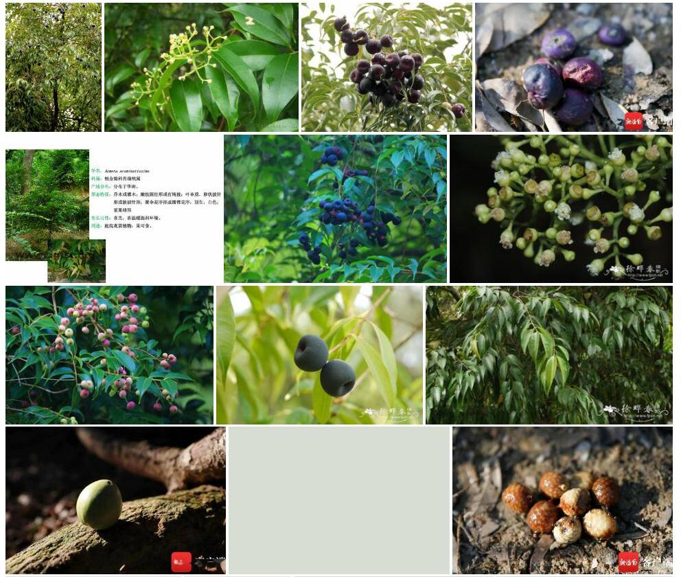 肖蒲桃Acmena-acuminatissima图片