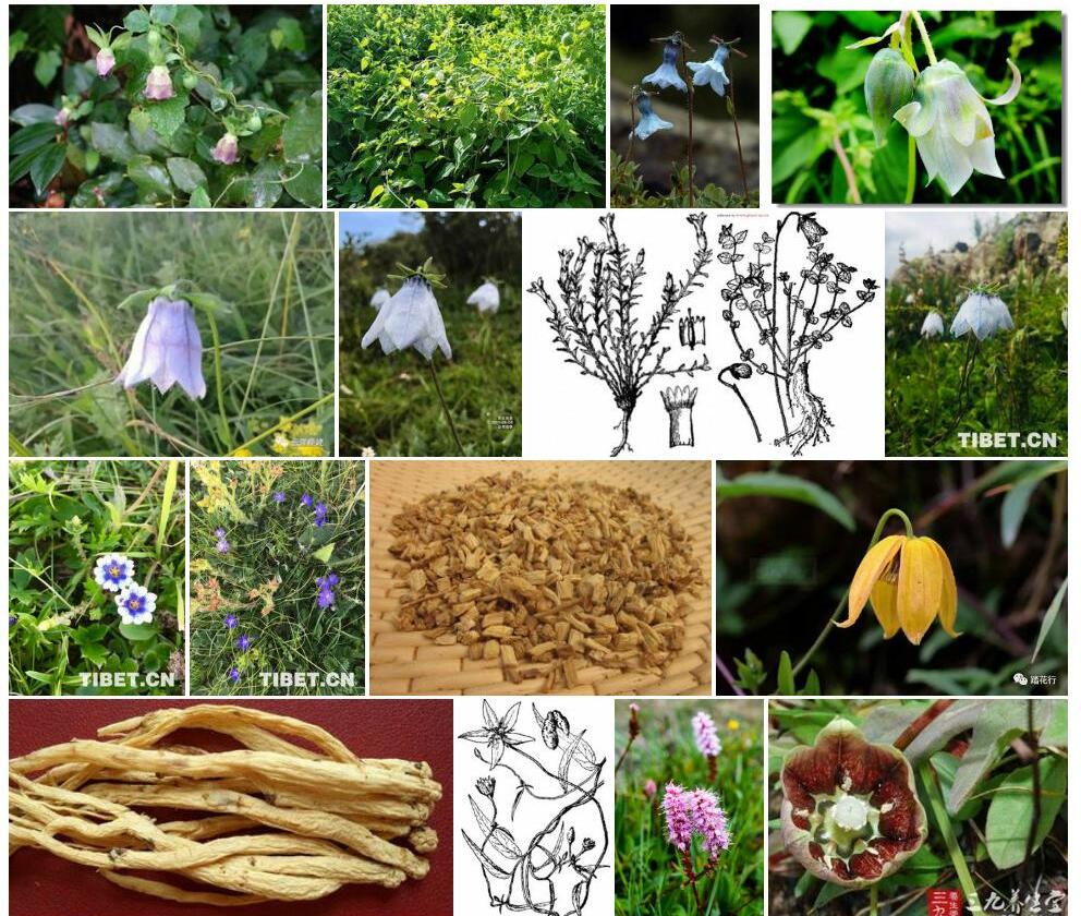 脉花党参Codonopsis-nervosa图片