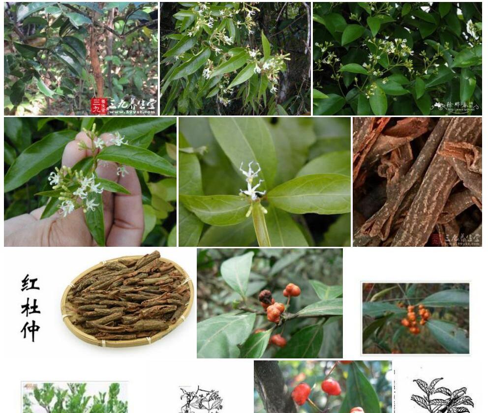 腰骨藤Ichnocarpus-frutescens图片