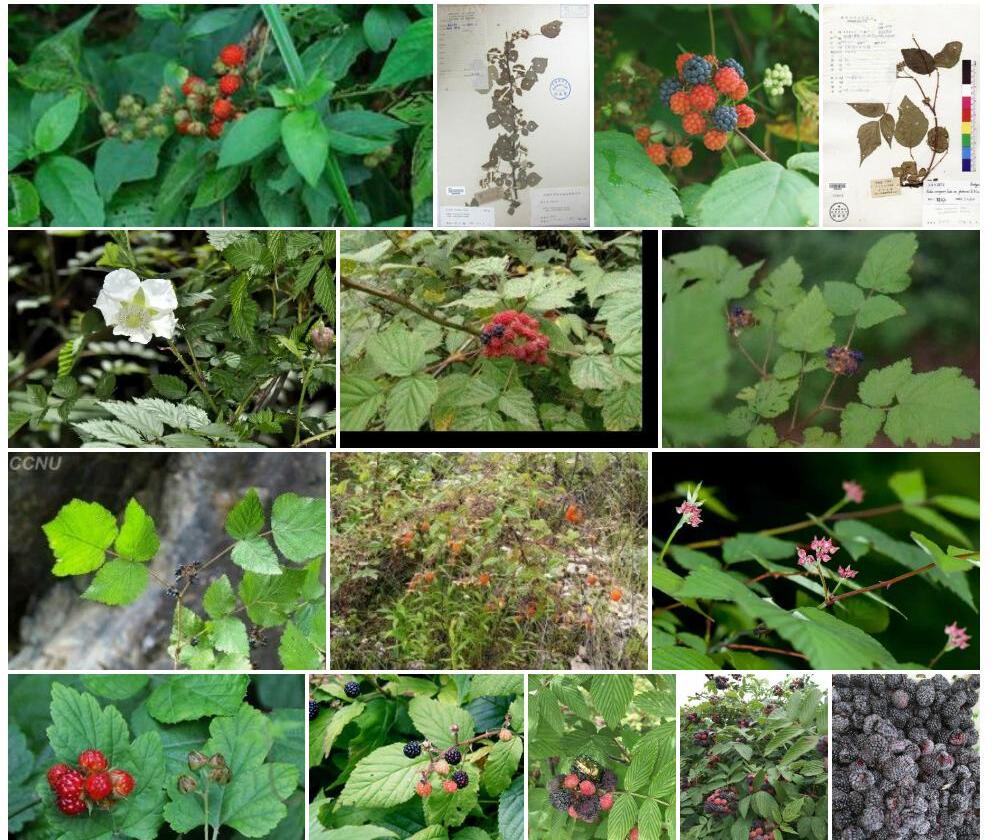 腺毛喜阴悬钩子Rubus-mesogaeus-var.-oxycomus图片