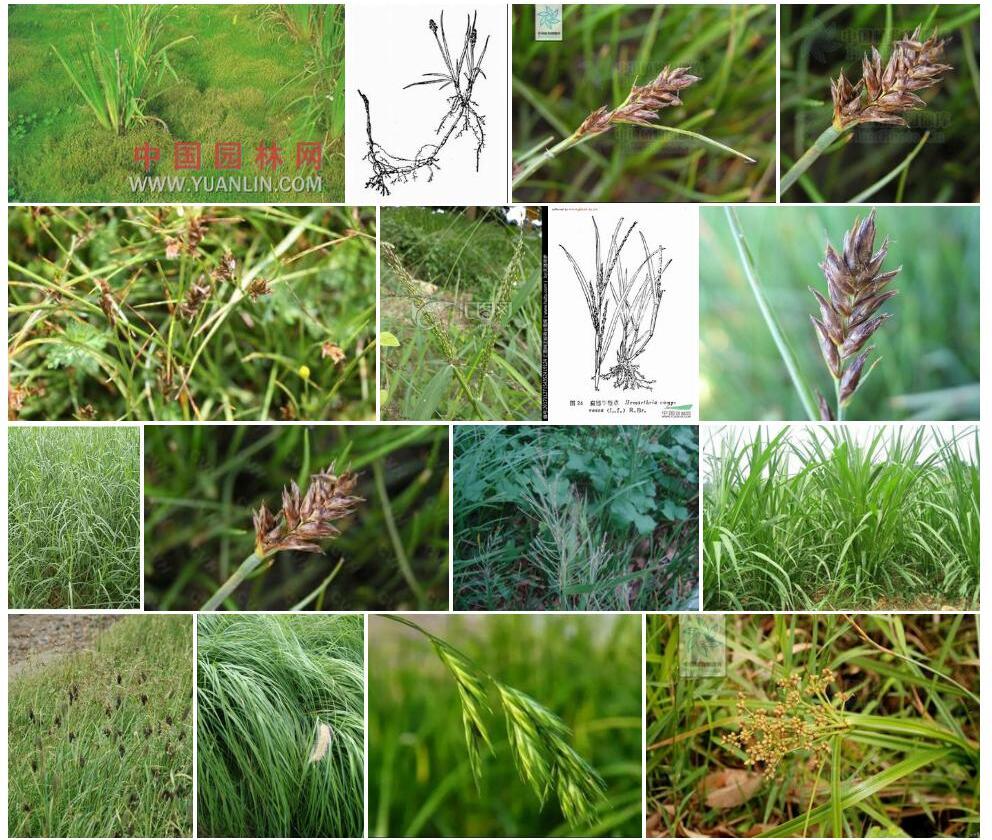 节秆扁穗草Blysmus-sinocompressus-var.-nodosus图片