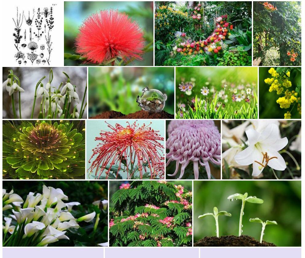 节节木属Arthrophytum图片