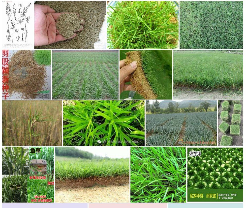 芒剪股颖Agrostis-trinii图片