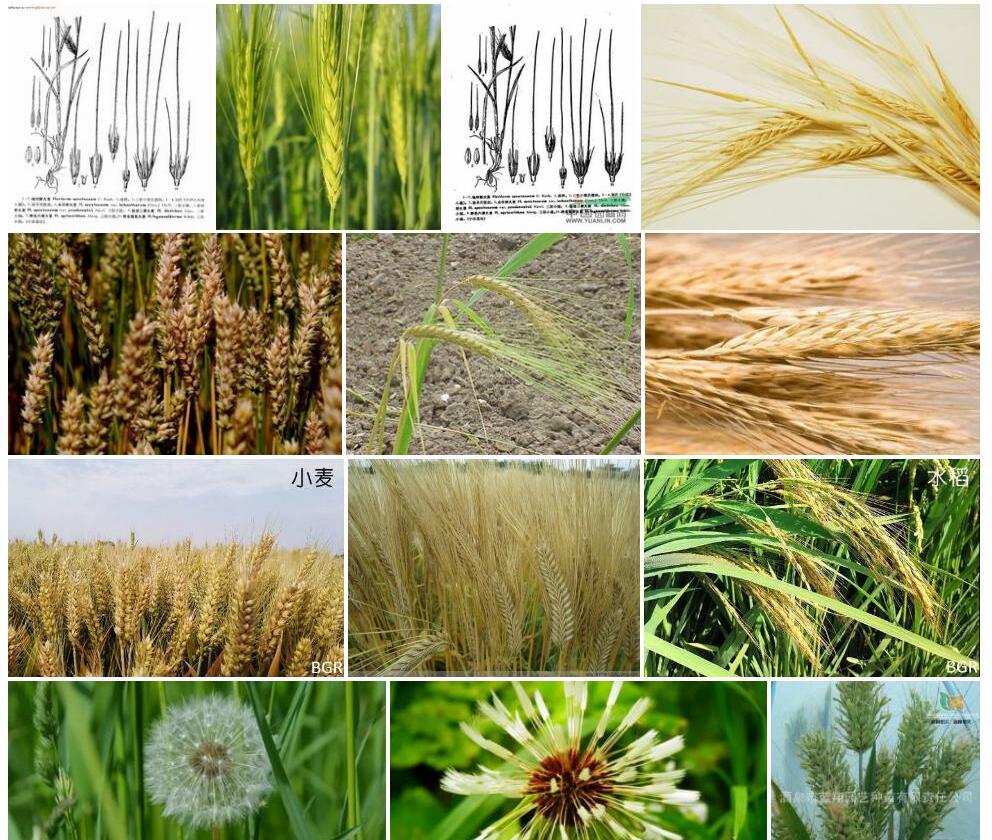 芒稃野大麦Hordeum-spontaneum-var.-proskowetzii图片