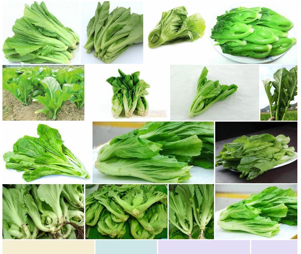 芥菜Brassica-juncea图片