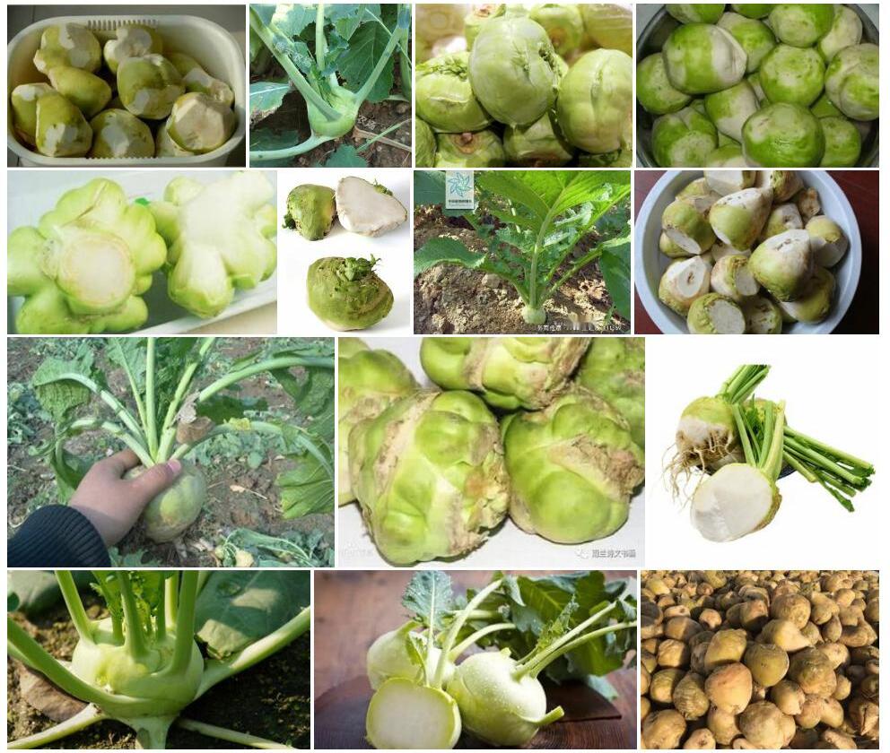 芥菜疙瘩Brassica-napiformis图片