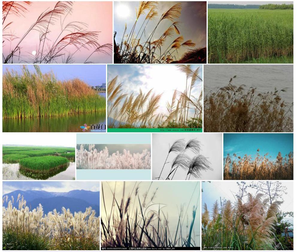 芦苇Phragmites-australis图片