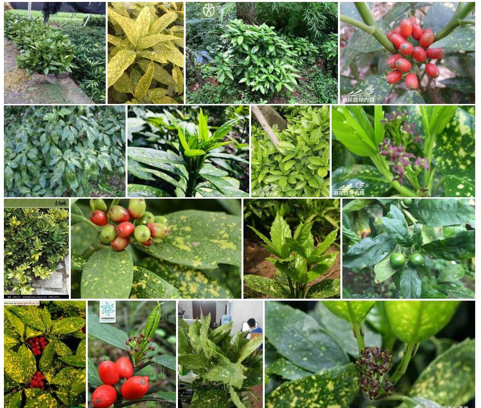 花叶青木Aucuba-japonica-var.-variegata图片